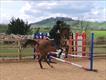 Equestrian Jobseeker Profile Photo