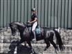 Equestrian Jobseeker Profile Photo
