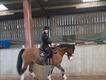 Equestrian Jobseeker Profile Photo