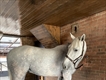 Equestrian Jobseeker Profile Photo