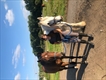 Equestrian Jobseeker Profile Photo