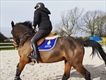 Equestrian Jobseeker Profile Photo