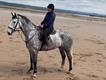 Equestrian Jobseeker Profile Photo