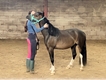 Equestrian Jobseeker Profile Photo