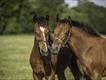Equestrian Employer Profile Photo