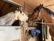 Equestrian Jobseeker Profile Photo