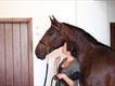Equestrian Jobseeker Profile Photo