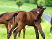Equestrian Employer Profile Photo