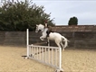 Equestrian Jobseeker Profile Photo