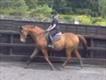 Equestrian Jobseeker Profile Photo