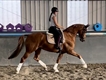 Equestrian Jobseeker Profile Photo
