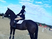 Equestrian Employer Profile Photo