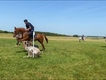 Equestrian Jobseeker Profile Photo
