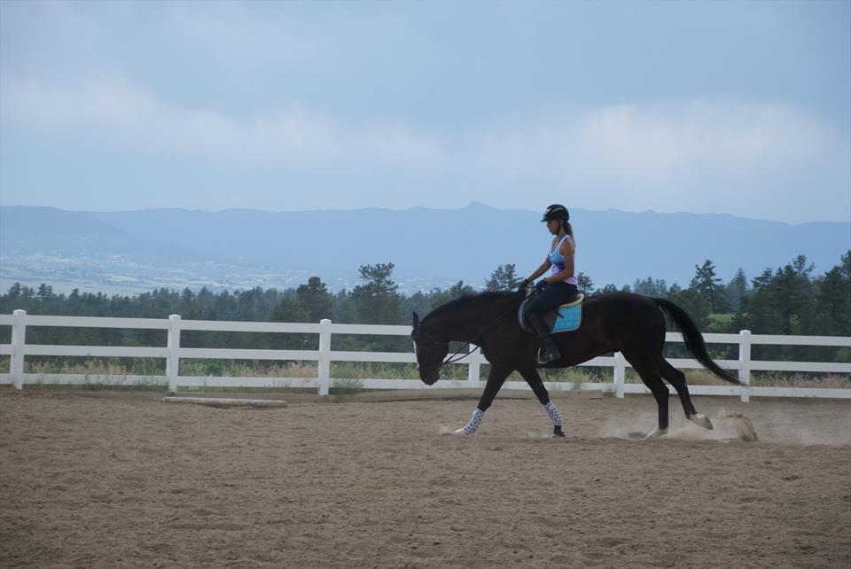 Equestrian Jobseeker Photo: