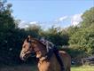Equestrian Jobseeker Profile Photo