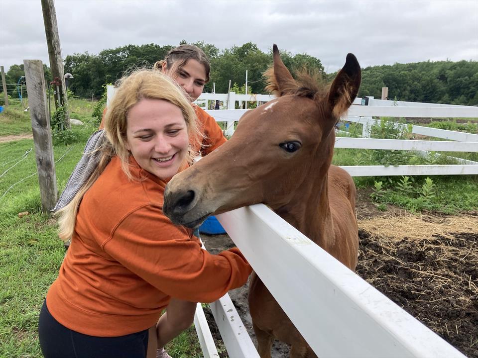 Equestrian Jobseeker Photo: