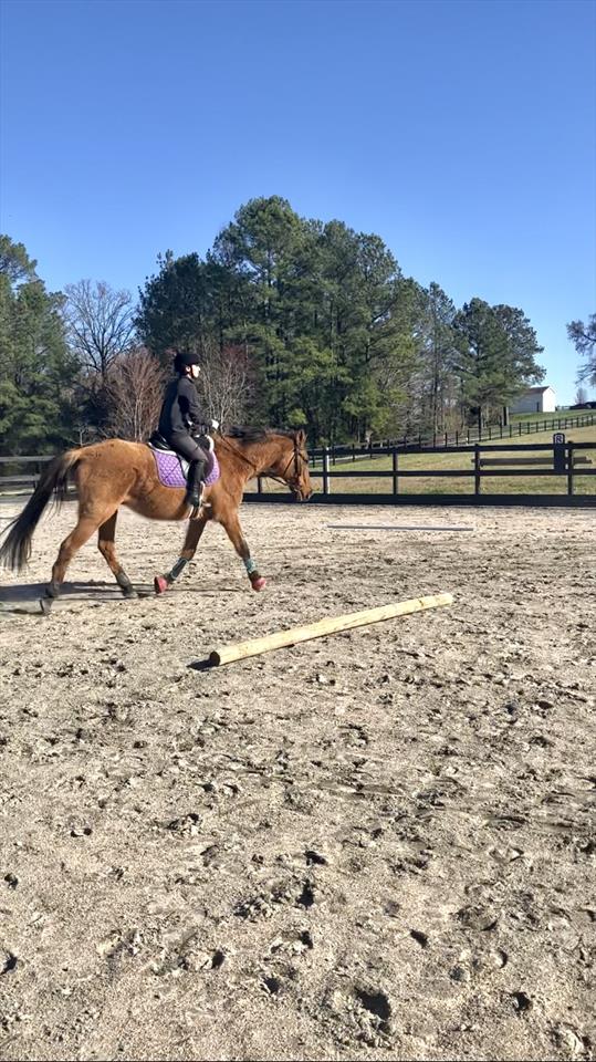 Equestrian Jobseeker Photo: