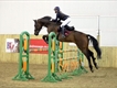 Equestrian Jobseeker Profile Photo