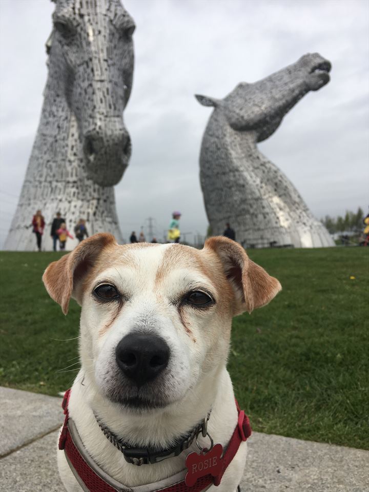 Equestrian Jobseeker Photo:
