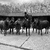 Equestrian Jobseeker Profile Photo