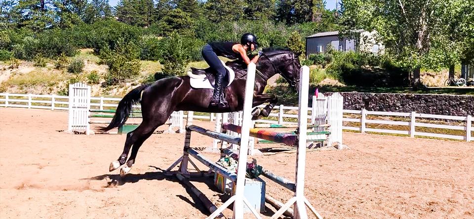 Equestrian Jobseeker Photo: