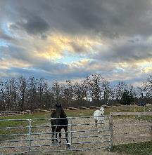 Equestrian Jobseeker Profile Photo