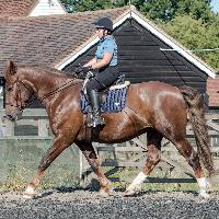 Equestrian Jobseeker Profile Photo