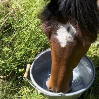 Equestrian Jobseeker Profile Photo