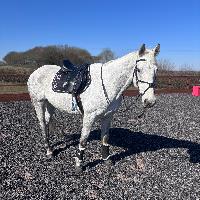 Equestrian Jobseeker Profile Photo