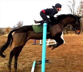 Equestrian Jobseeker Profile Photo