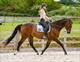 Equestrian Jobseeker Profile Photo