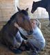 Equestrian Jobseeker Profile Photo