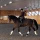 Equestrian Jobseeker Profile Photo