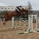 Equestrian Jobseeker Profile Photo