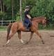 Equestrian Jobseeker Profile Photo
