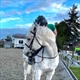Equestrian Jobseeker Profile Photo