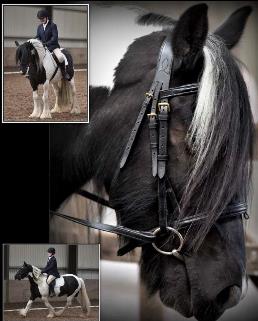 Equestrian Jobseeker Profile Photo