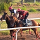 Equestrian Jobseeker Profile Photo