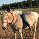Equestrian Jobseeker Profile Photo
