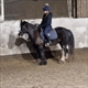 Equestrian Jobseeker Profile Photo