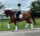 Equestrian Jobseeker Profile Photo