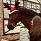 Equestrian Jobseeker Profile Photo