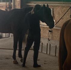 Equestrian Jobseeker Profile Photo