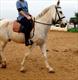 Equestrian Jobseeker Profile Photo