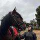 Equestrian Jobseeker Profile Photo