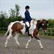 Equestrian Jobseeker Profile Photo