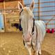 Equestrian Jobseeker Profile Photo