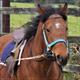 Equestrian Jobseeker Profile Photo
