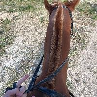 Equestrian Jobseeker Profile Photo