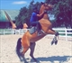 Equestrian Jobseeker Profile Photo